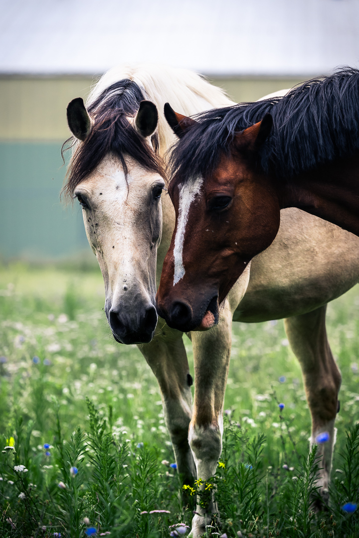 Pferde auf der Koppel neben der Reitanlage