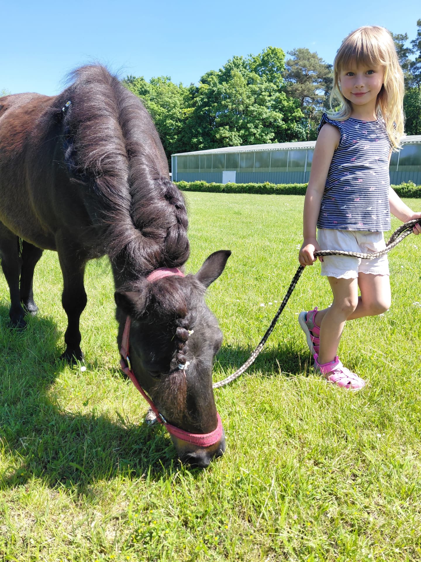 Kind führt ein Pony über den Hof der Reitanlage