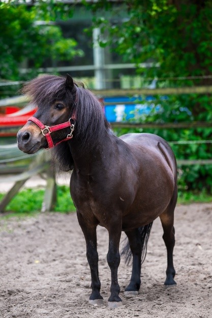 Das Shetlandpony Monty mit rotem Halfter auf dem Paddock